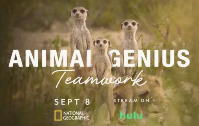 Animal Genius National Geographic